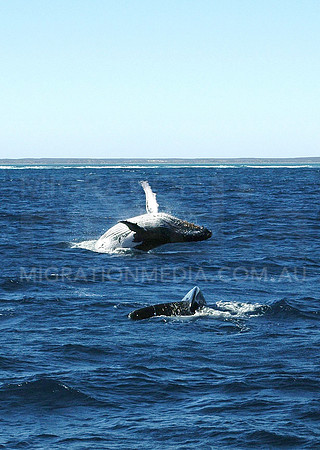 Humpback Whale Breaching with other Whale