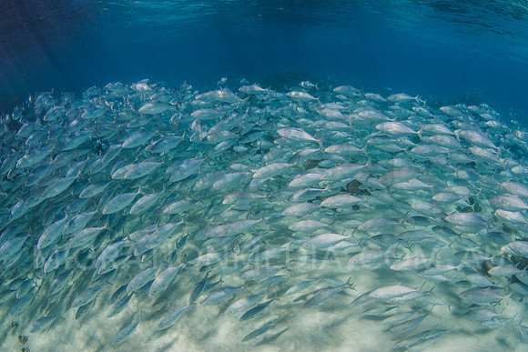 Schooling Bludger Trevally