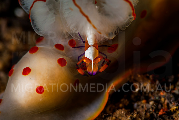 Nudibranch with Emperor Shrimp (6)