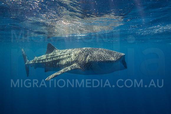 Large Whaleshark Feeding