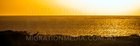 Euro Wallaroo Kangaroo Sunset by Ocean