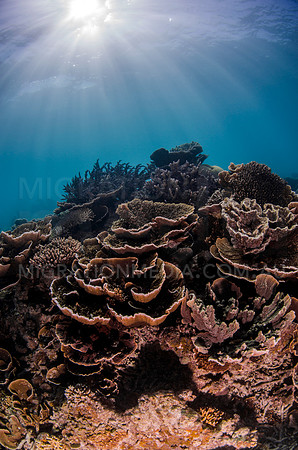 Cabbage Coral and Sunrays