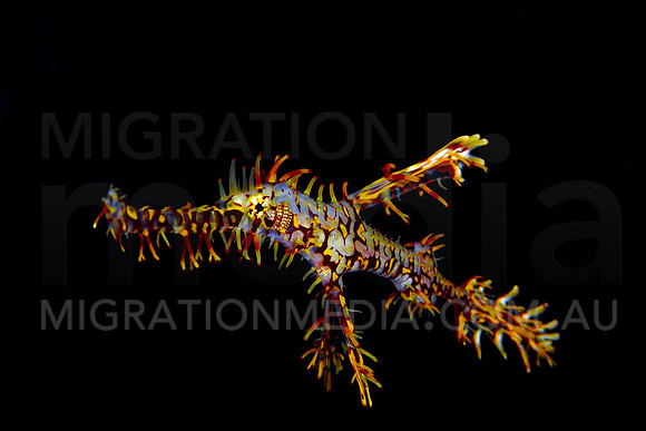 Ornate Ghostpipefish Side