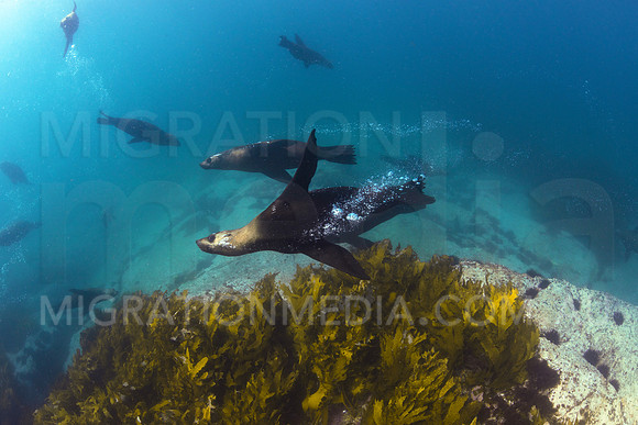 Australian Fur Seals and Weed