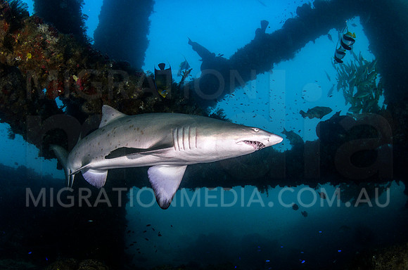 Grey Nurse Shark at Navy Pier