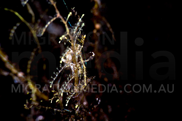 Jesus Shrimp on Hydroid