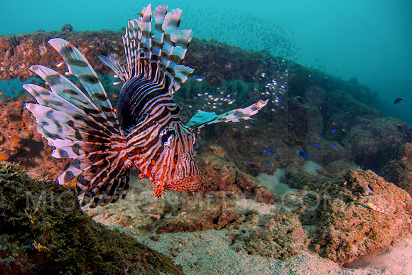 Lionfish Curious