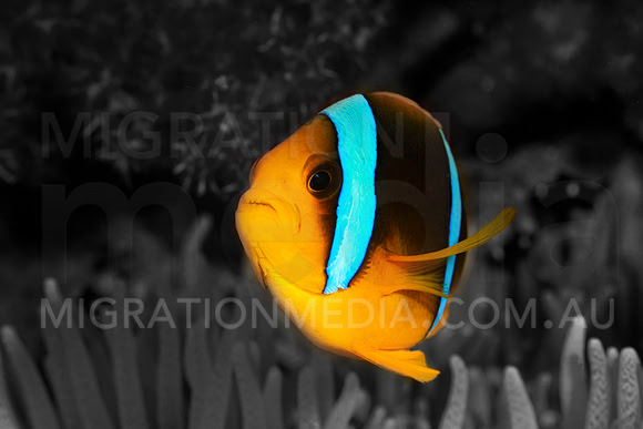 Yellow Anemone Coral Pop