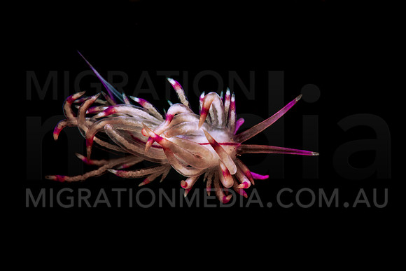 Cuthona Nudibranch Black Background