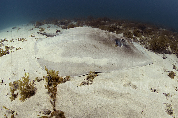 Ray on Sand