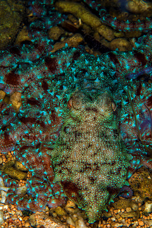 Vibrant Octopus