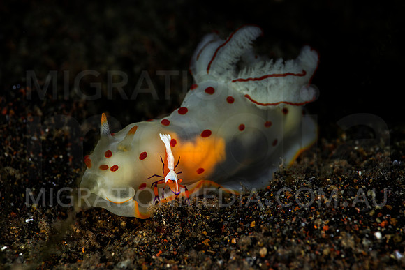 Nudibranch with Emperor Shrimp (3)