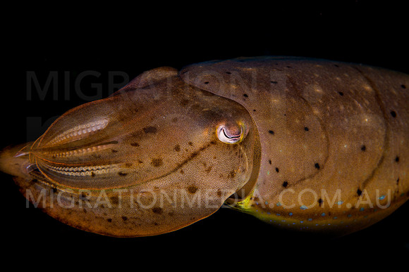 Cuttlefish Close-Up Black Background