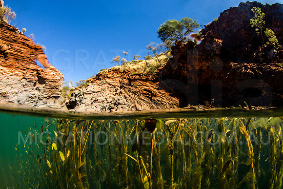 Karijini Lillies