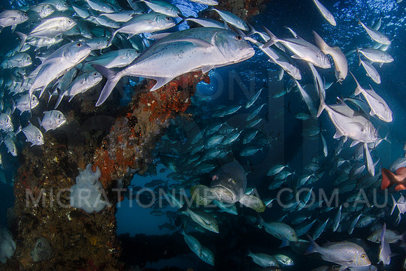 Jacks Schooling around Queensland Grouper