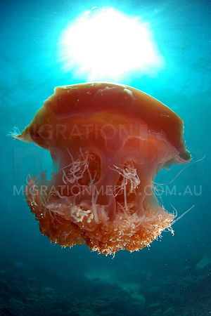 Pink Jellyfish Sunball (4)