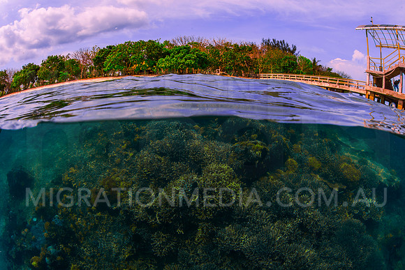 Above Below Tropical Island Reef