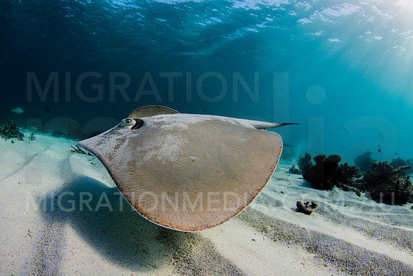 Stingray