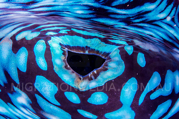 Blue Giant Clam Syphon