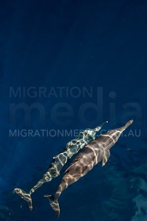 Spinner Dolphins (6)
