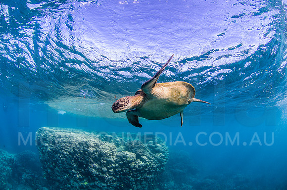 Green Turtle Coming Close