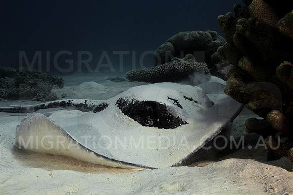 Bull Ray by Coral