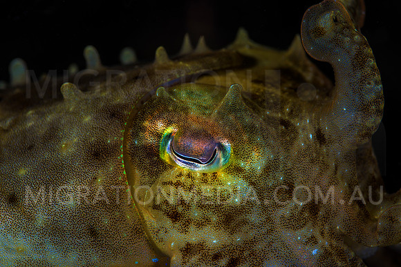 Angry Juvenile Cuttlefish