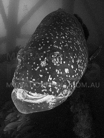 Queensland Groper B&W