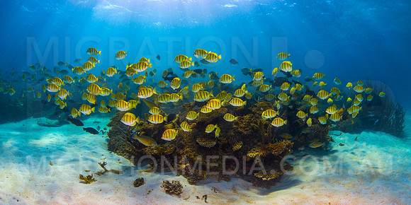 Convict Surgeonfish