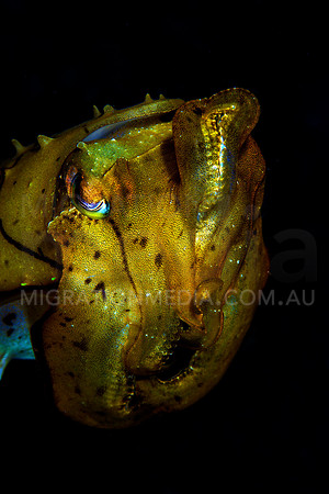 Juvenile Cuttlefish Defending