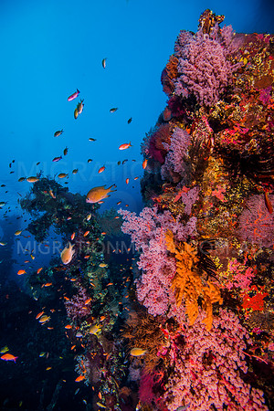 Colourful Wreck with Tropical Fish