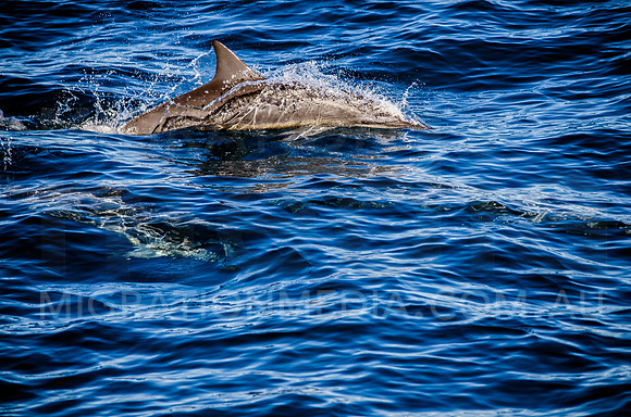 Spinner Dolphin Fast Breathe