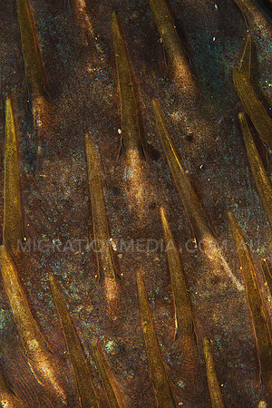 Porcupinefish Spines