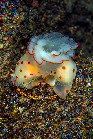 Orange Nudibranch Laying Eggs