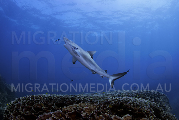 Grey Reef Shark Cleaning Teeth