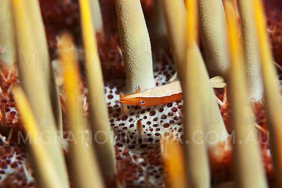 Shrimp on Crown of Thorns