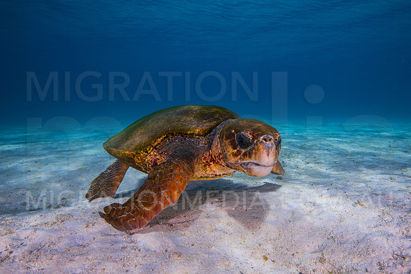 Loggerhead Walking on Sand