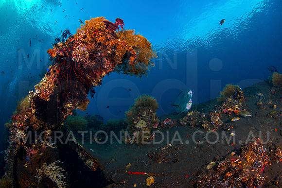 Bumphead Parrotfish on Wreck
