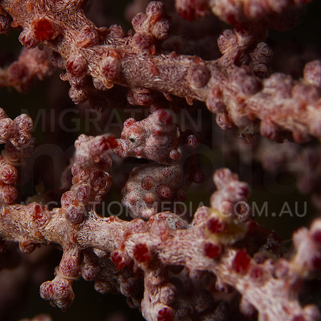 Pygmy Seahorse Hiding