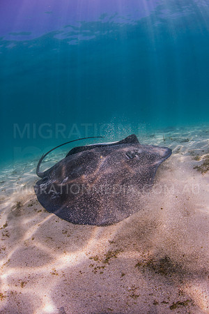 Smooth Stingray Turning