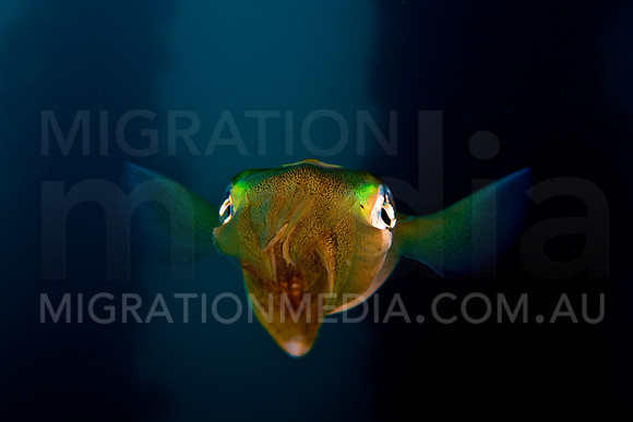Colourful Squid