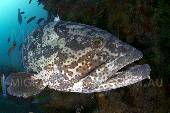 Baby Grouper