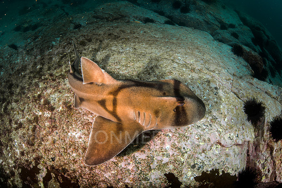 Port Jackson Shark on Rocks