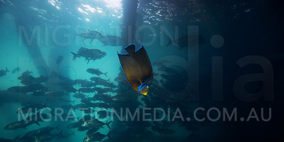 Angelfish and Jacks