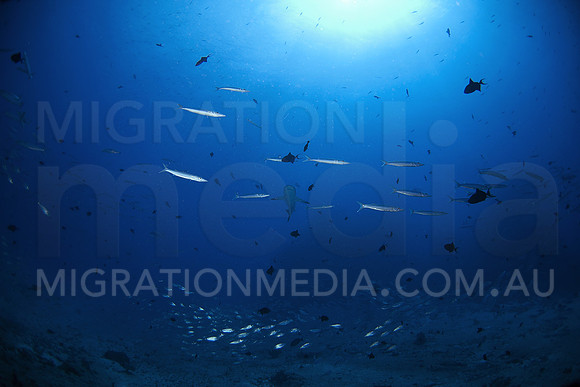 Barracuda and Shark