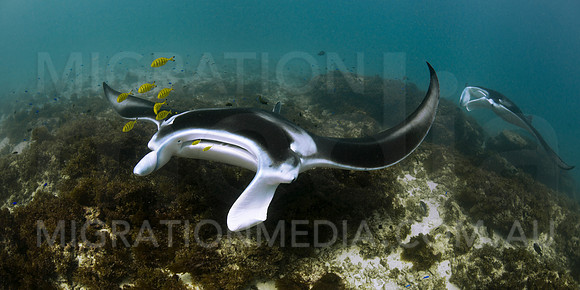 Manta Ray Cleaning Station