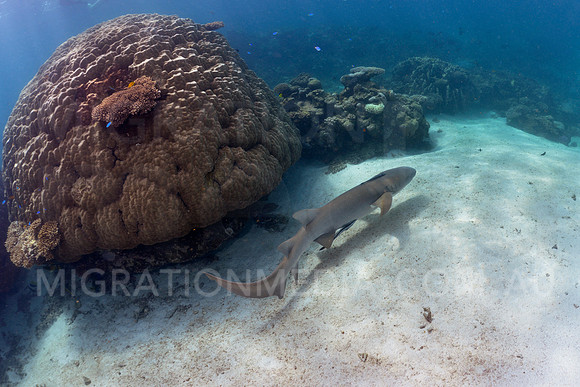 Tawny Nurse Shark& Coral