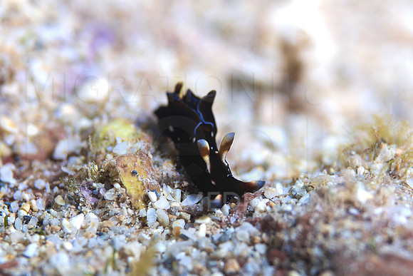 Tiny Black Nudi