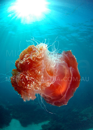 Pink Jellyfish Sunball (1)