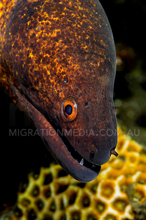 Yellow Margin Moray Eel